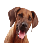 dog face png 3